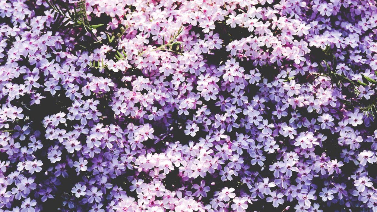 Бело голубые цветы