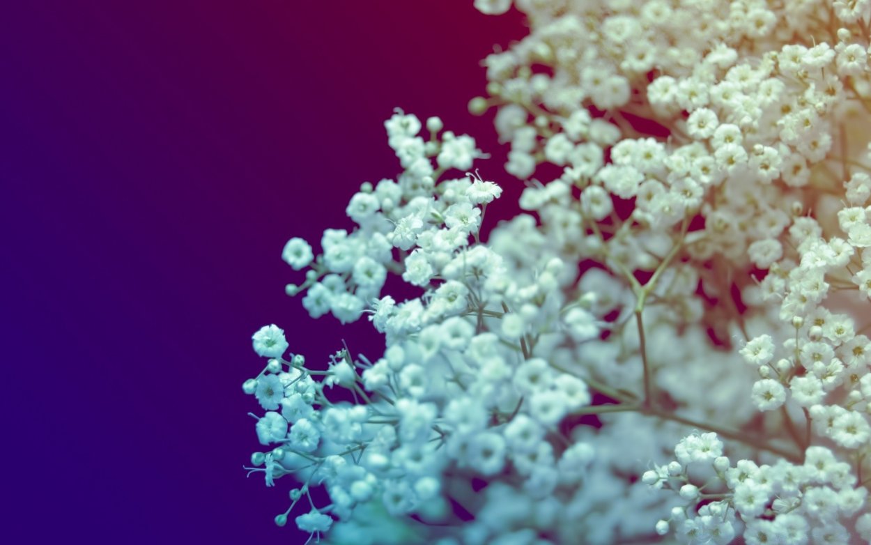 Розовые и сиреневые цветы