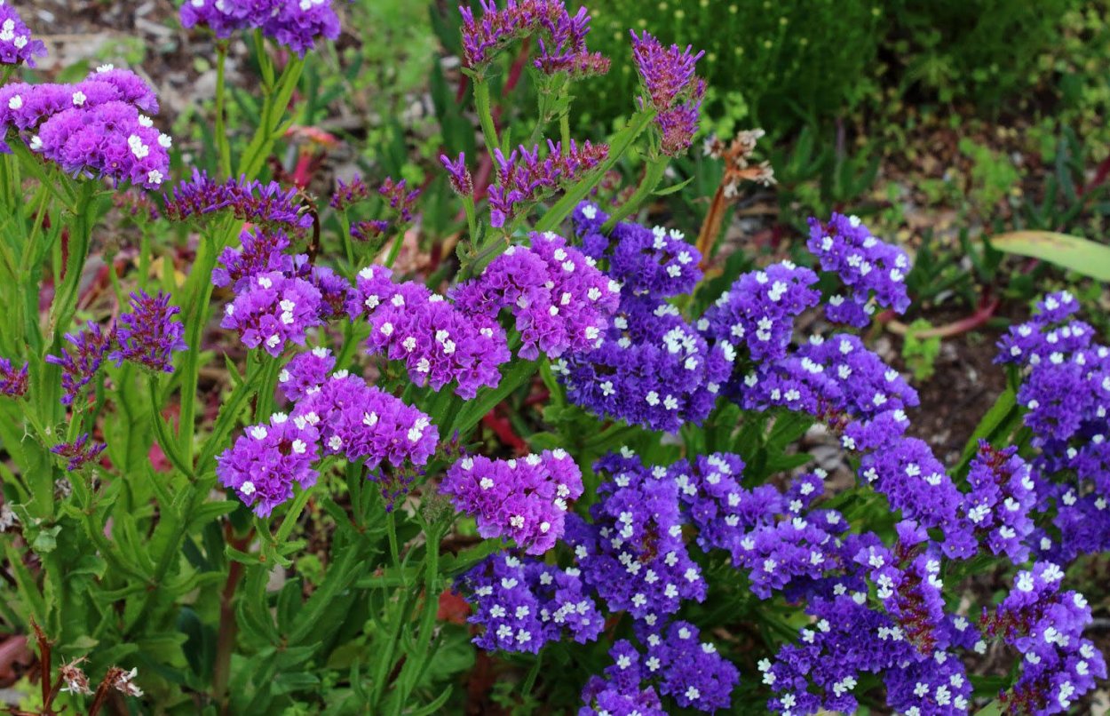 Анемоны цветы букет