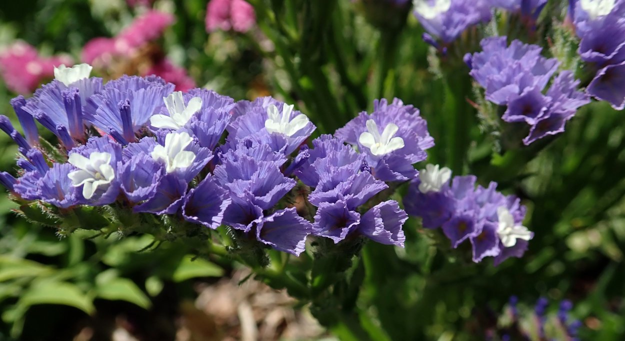 Статица Пурпл