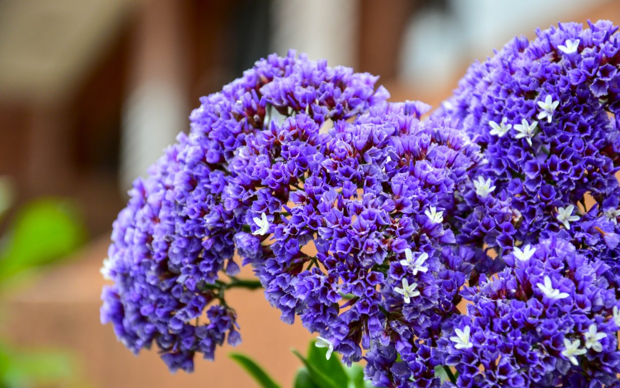 Статица цветы