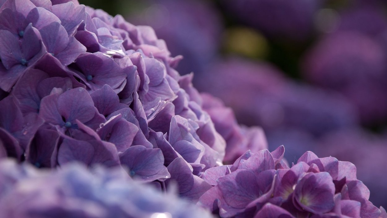 Букет невесты гортензия и эустома