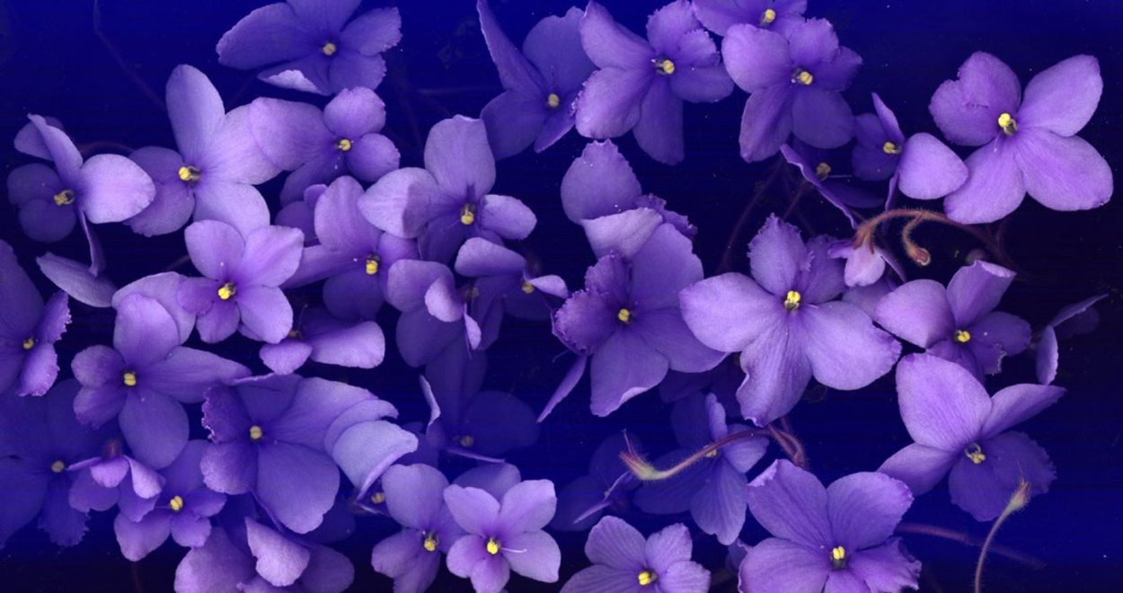 Мускари (Голландия)