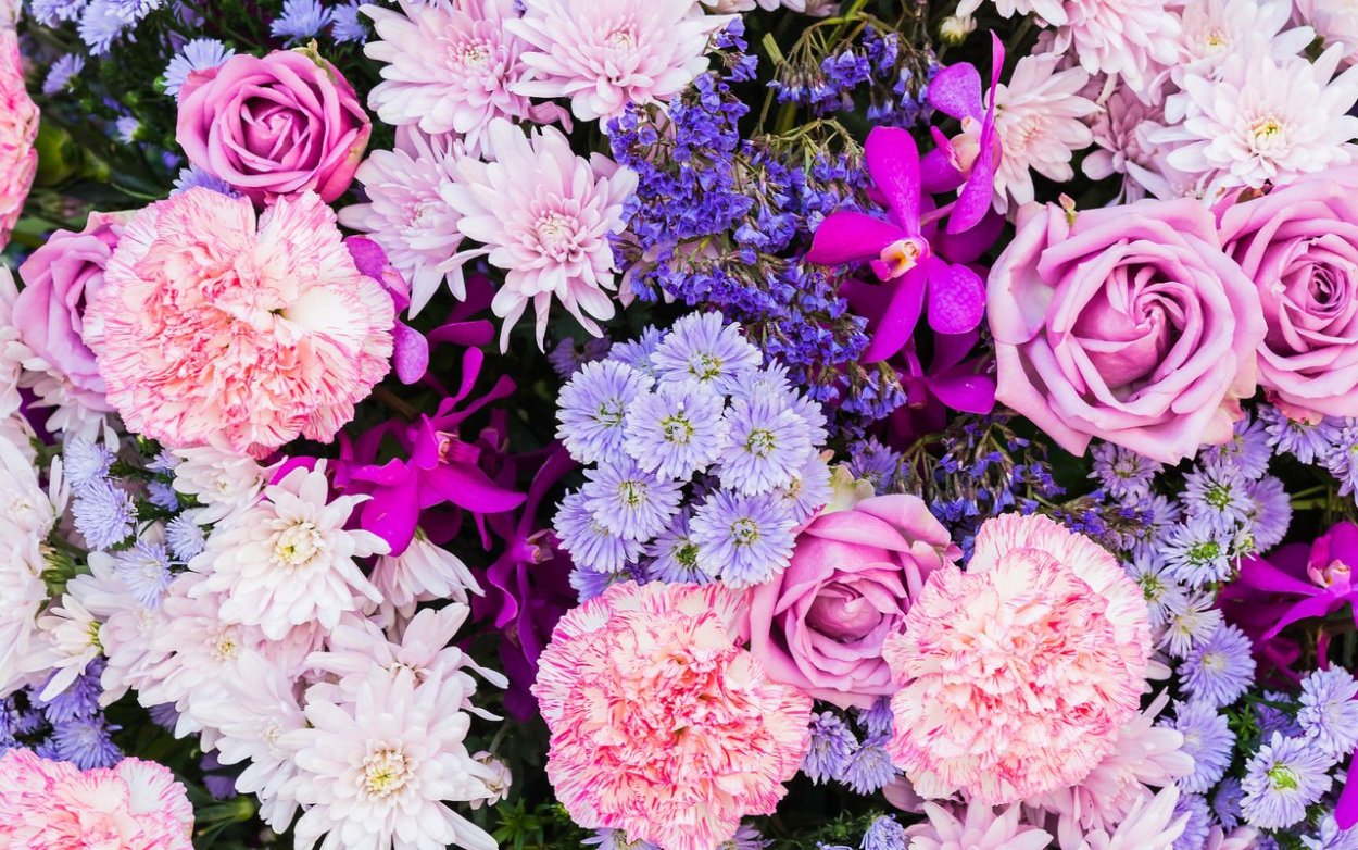 Гортензия крупнолистная бело розовая