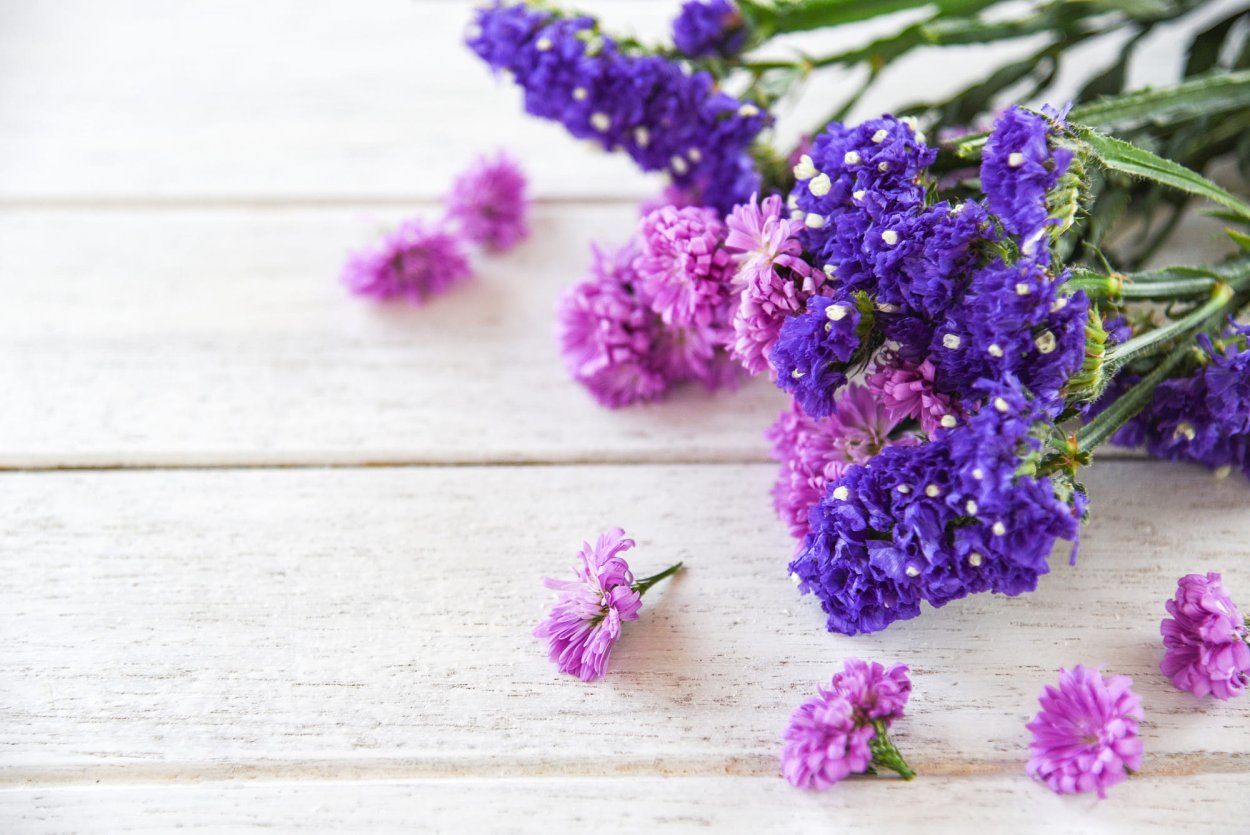 Цветы статице кермек