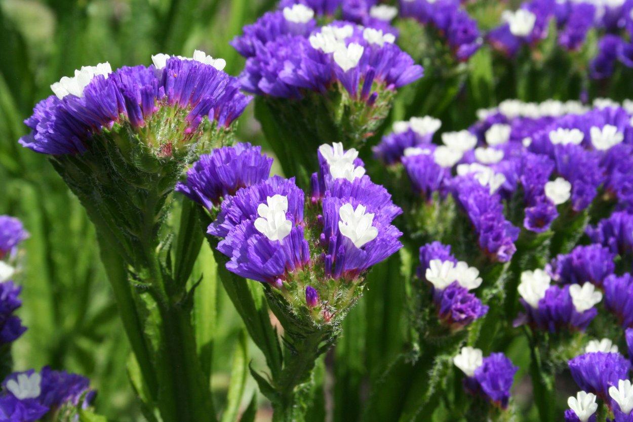 Кермек Гмелина