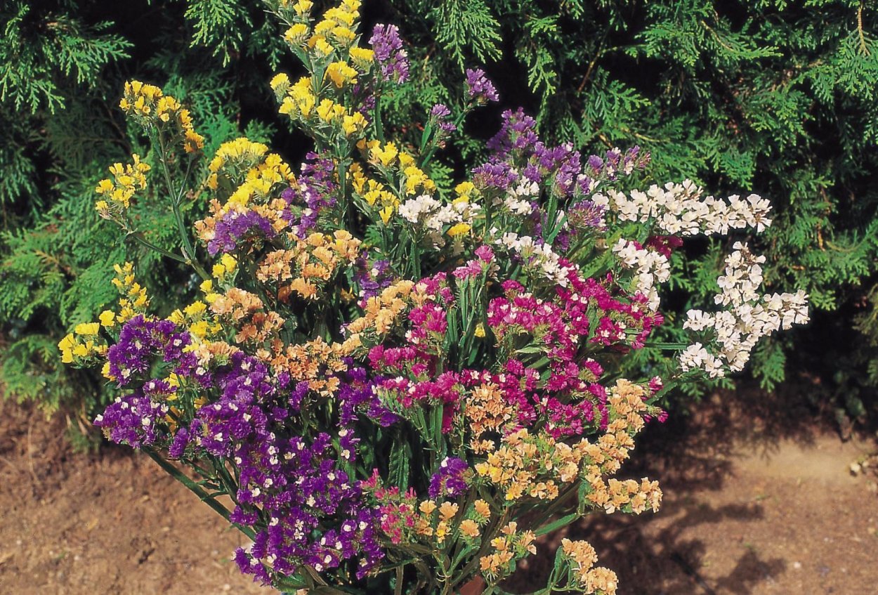 Анютины глазки на синем фоне