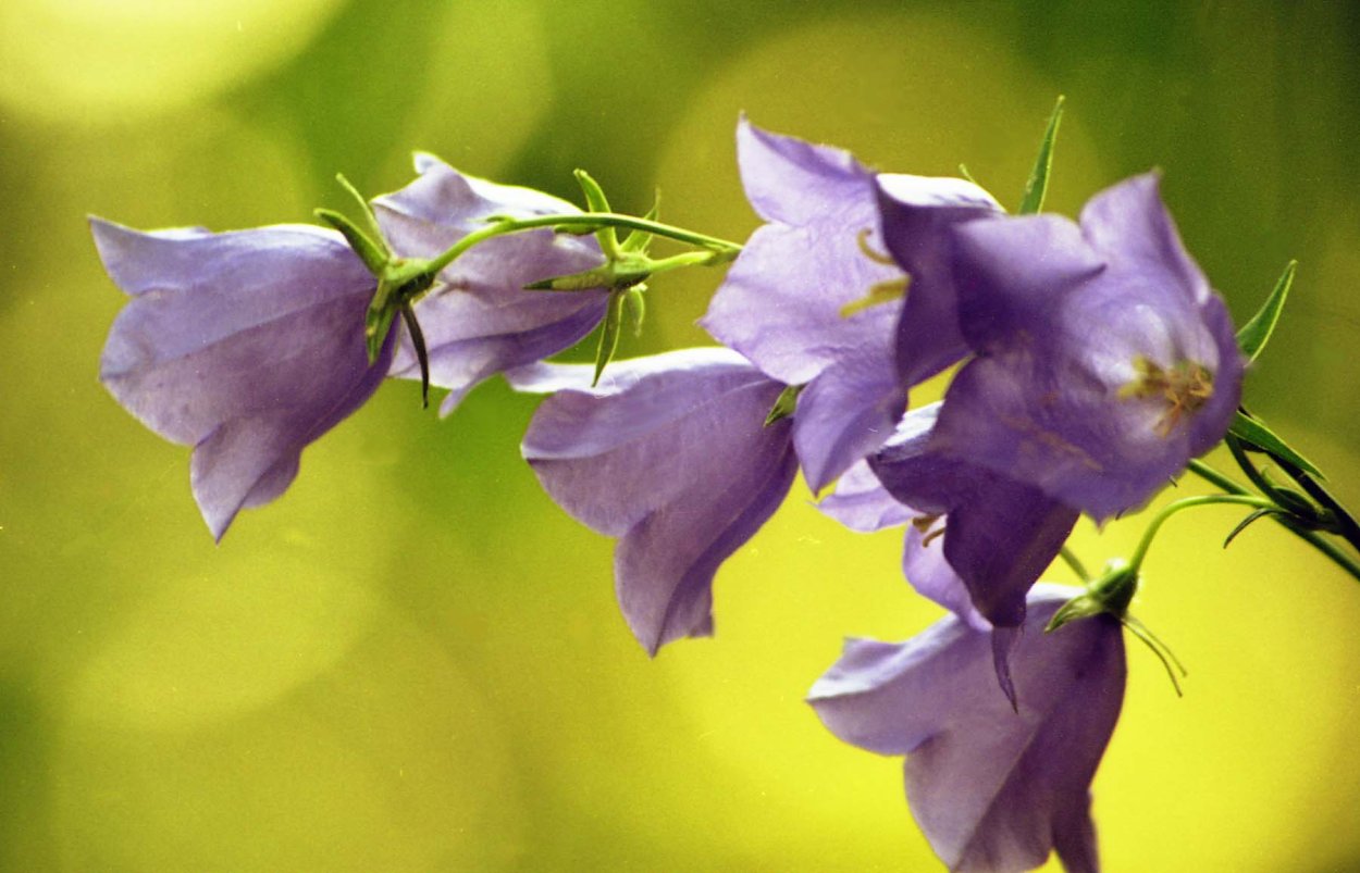 Колокольчик цветок на белом фоне