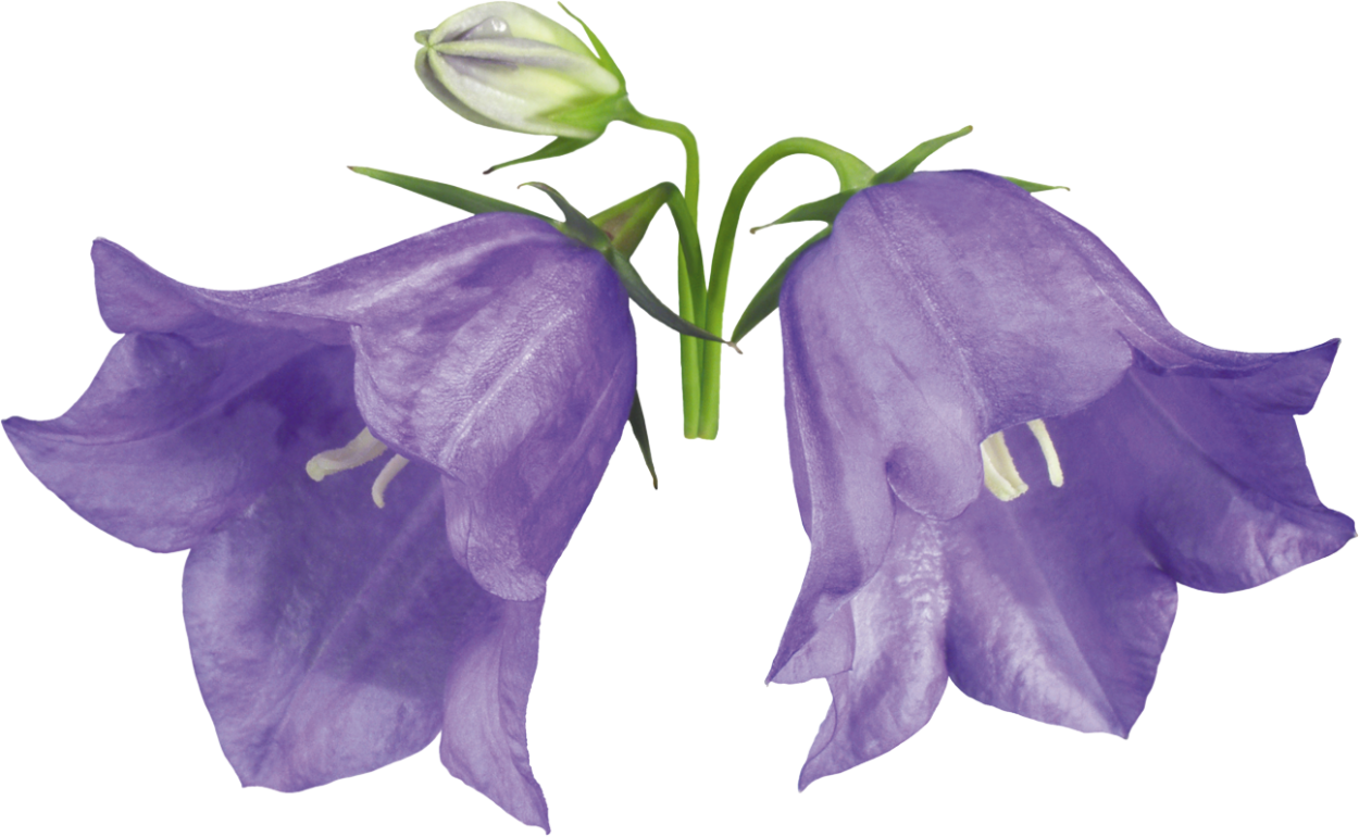 Белладонна растение желтые колокольчики