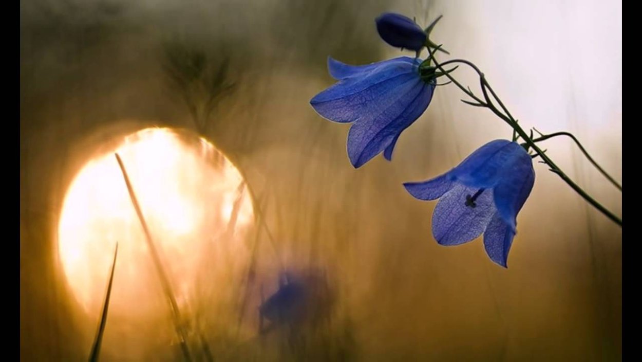 Колокольчик "цветы"