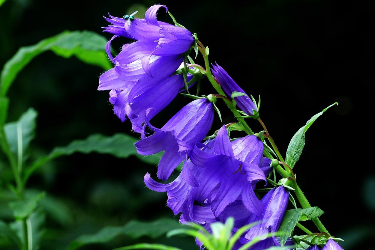 Добрый вечер с колокольчиками