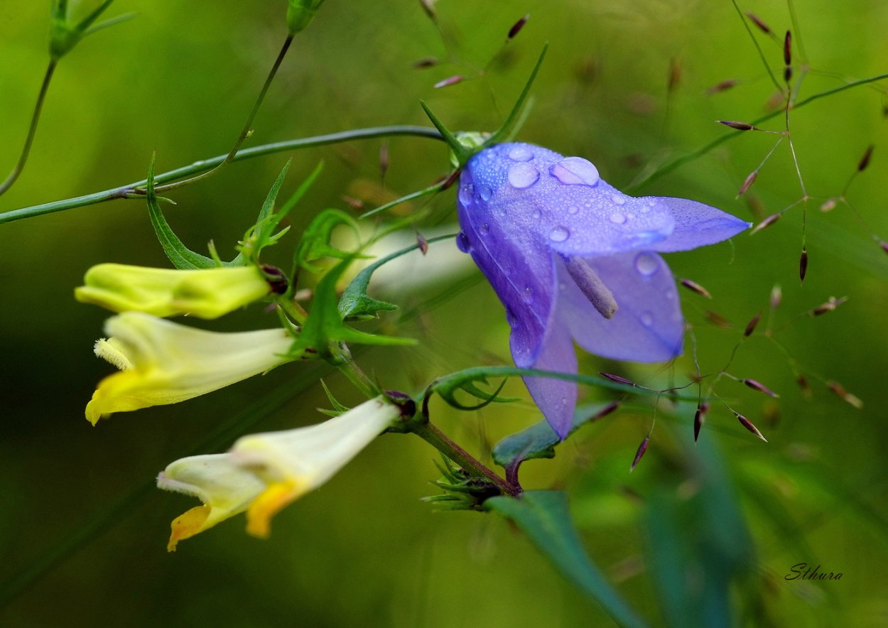 Желтые колокольчики анис