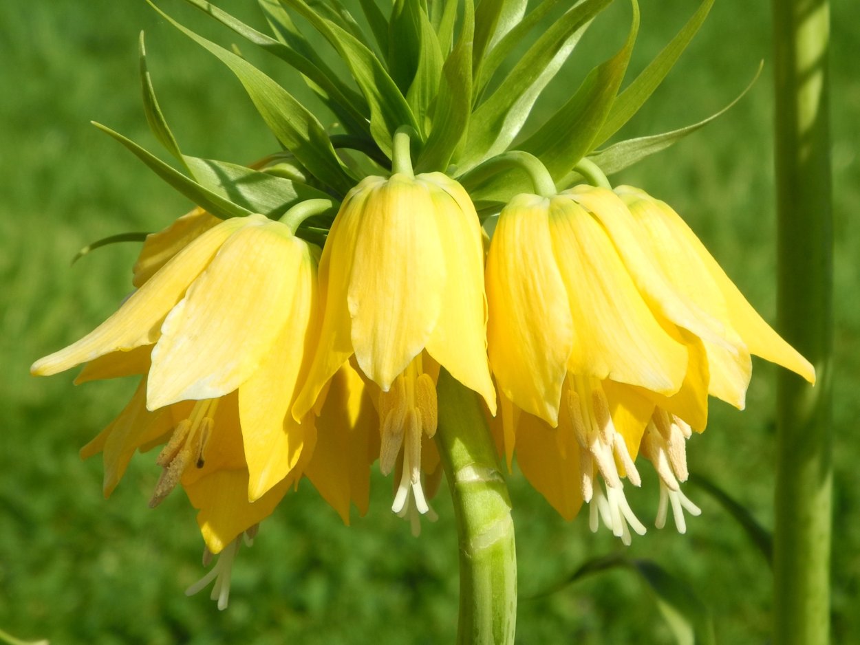 Желтый колокольчик цветок