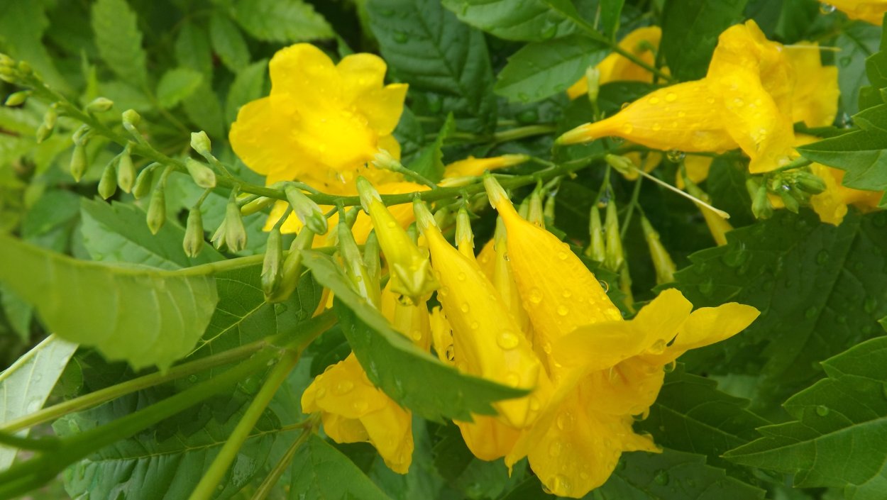 Allamanda neriifolia