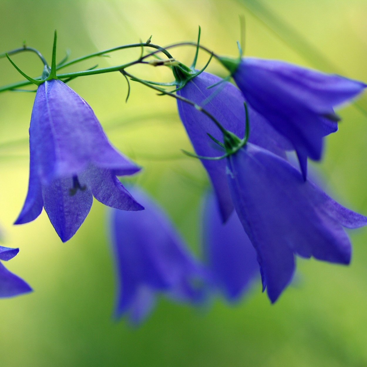 Колокольчик твердолистный