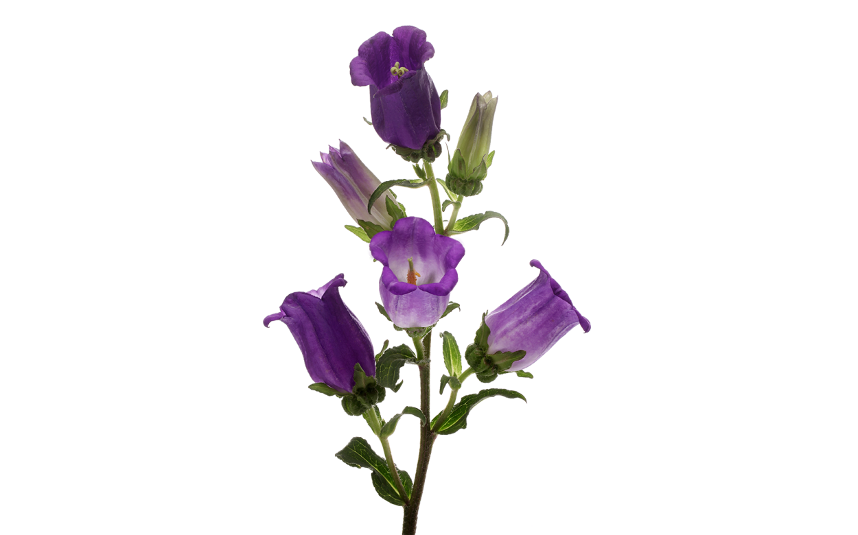 Колокольчик Кампанула фон