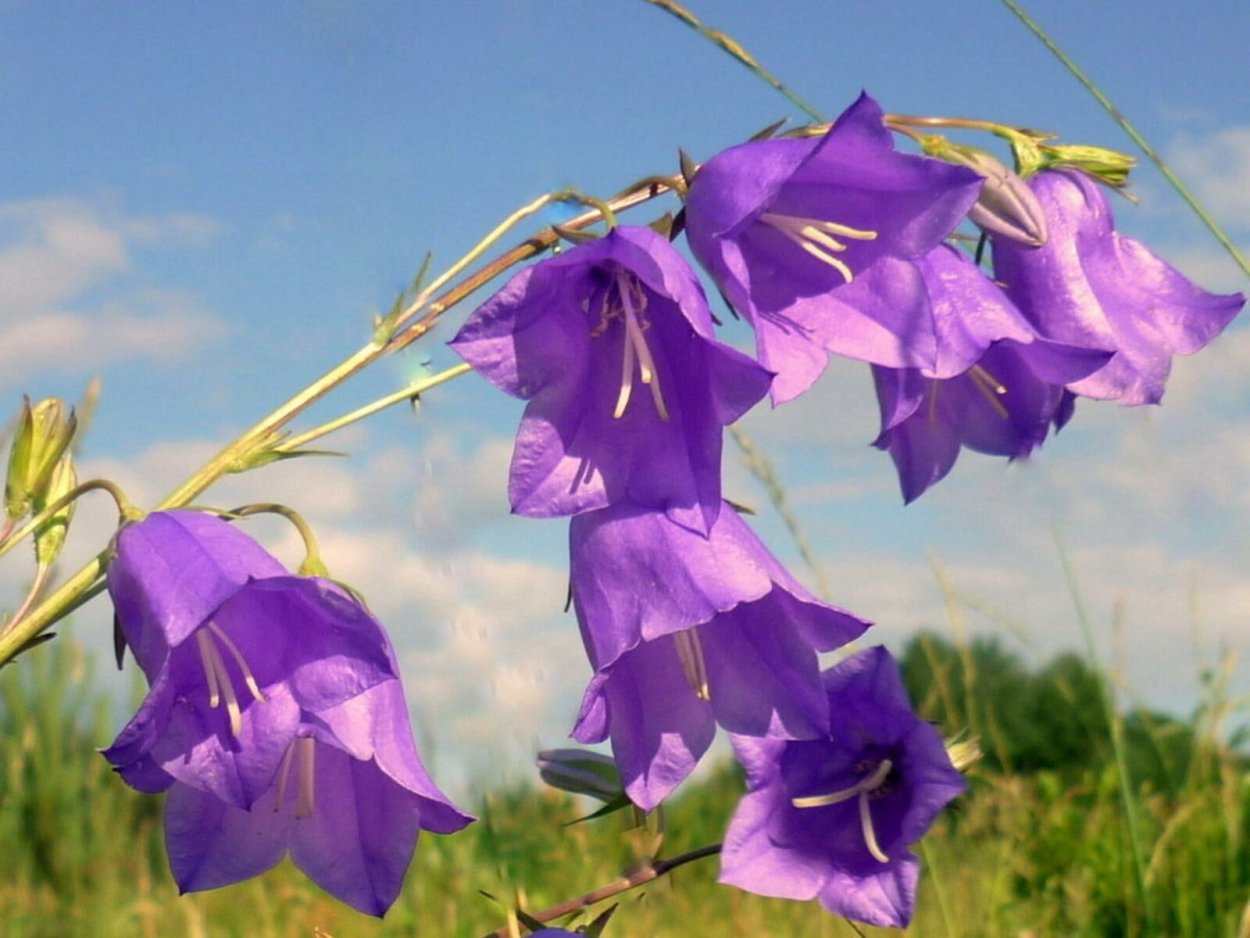 Голубые колокольчики на белом фоне