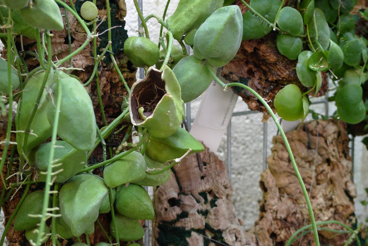 Тропическая Лиана дисхидия