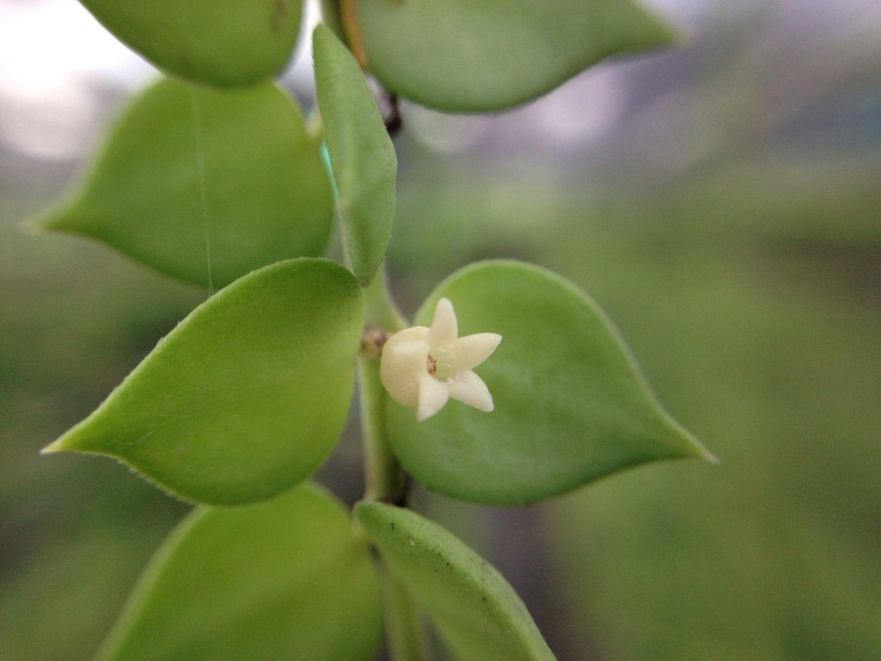 Million Hearts дисхидия