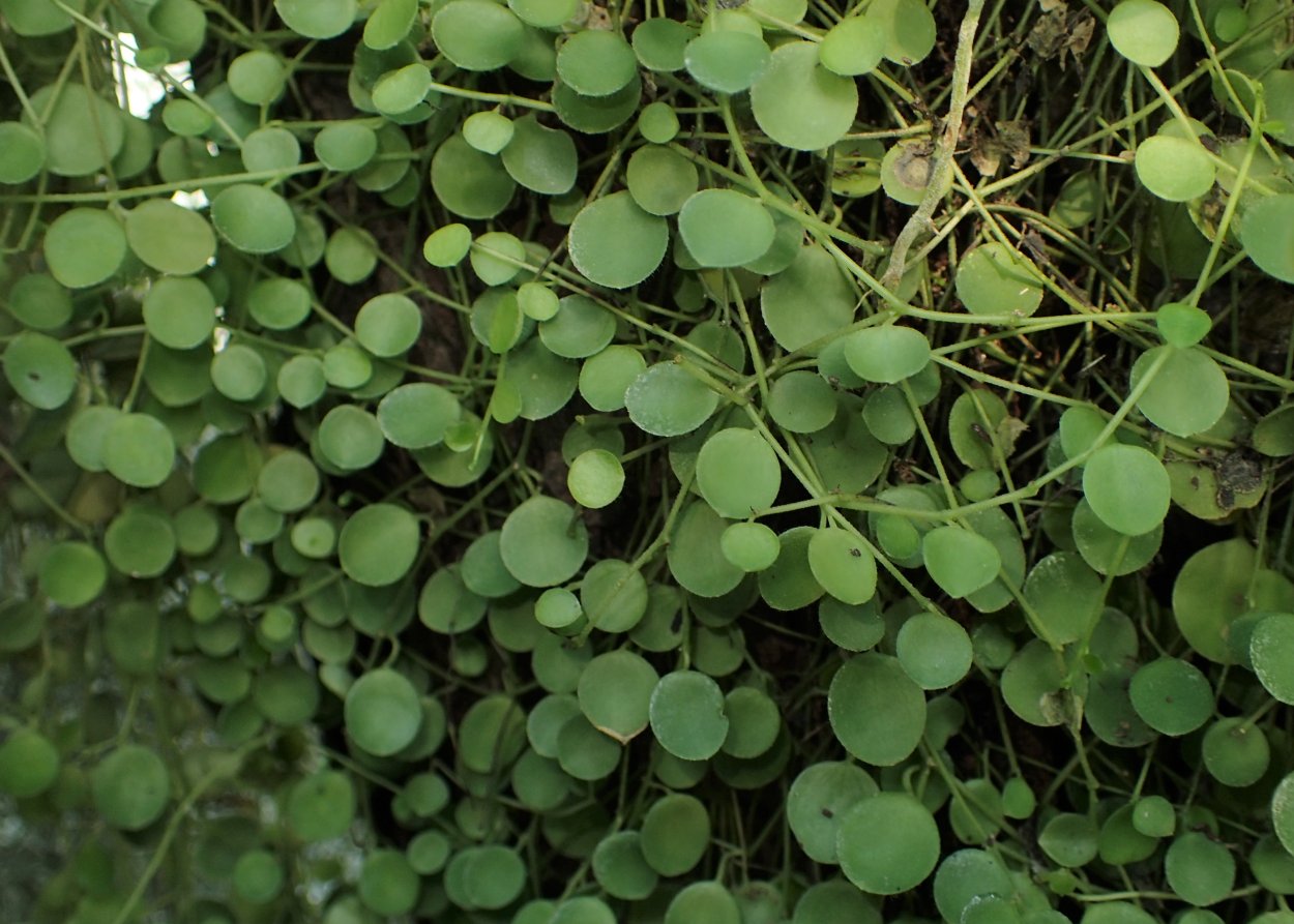 Суккулент сенецио крестовник