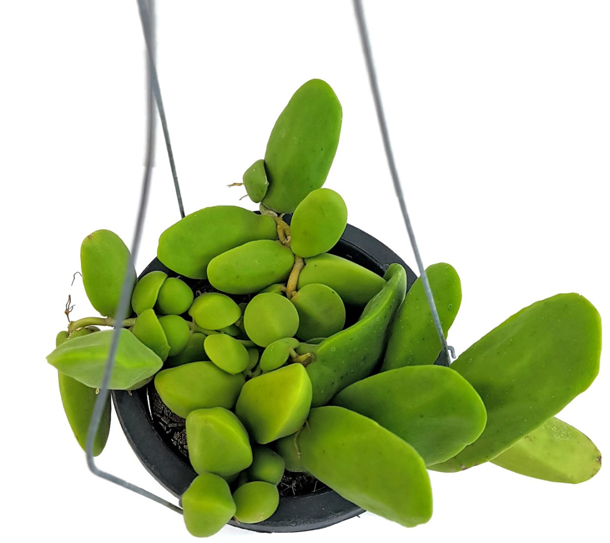 Дисхидия Монетная