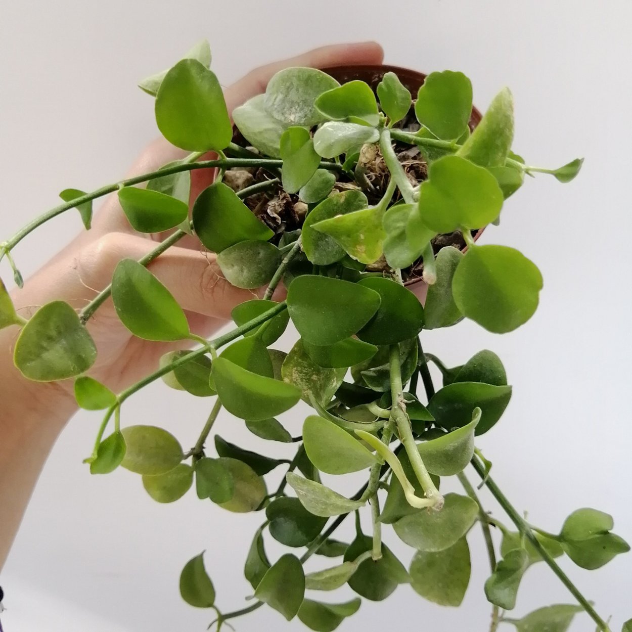 Дисхидия Овата цветение