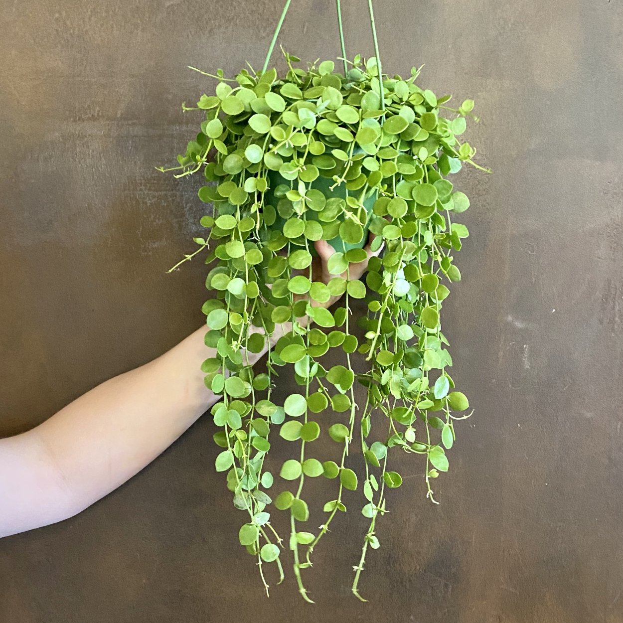 Дисхидия имбриката