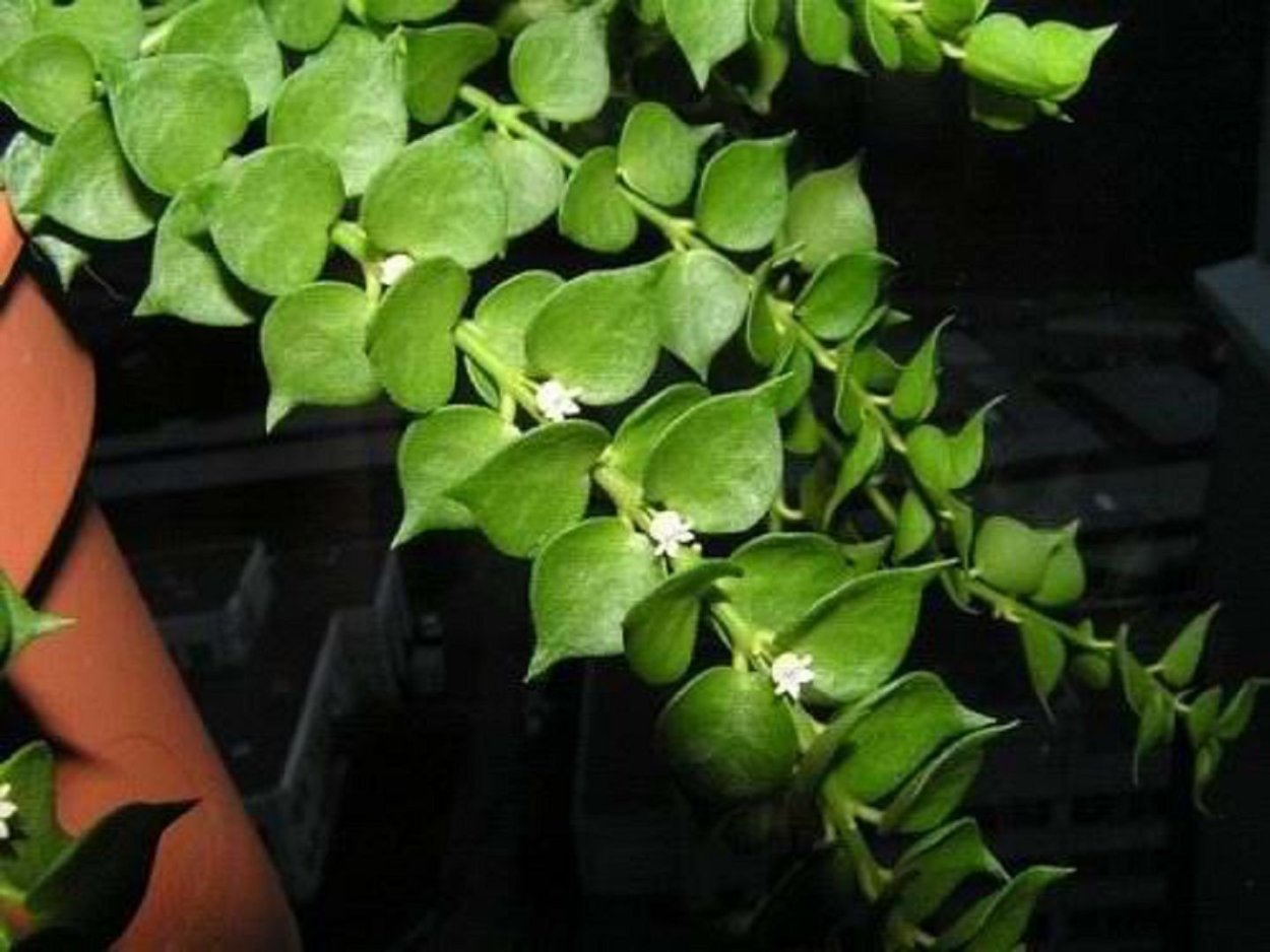 Тропическая Лиана дисхидия