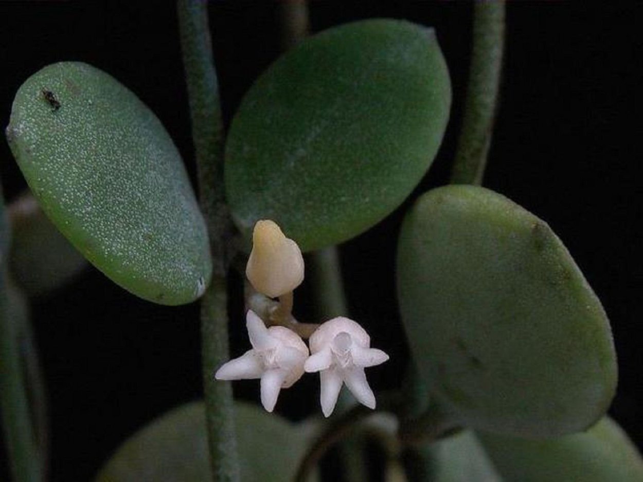 Суккулент крестовник Роули