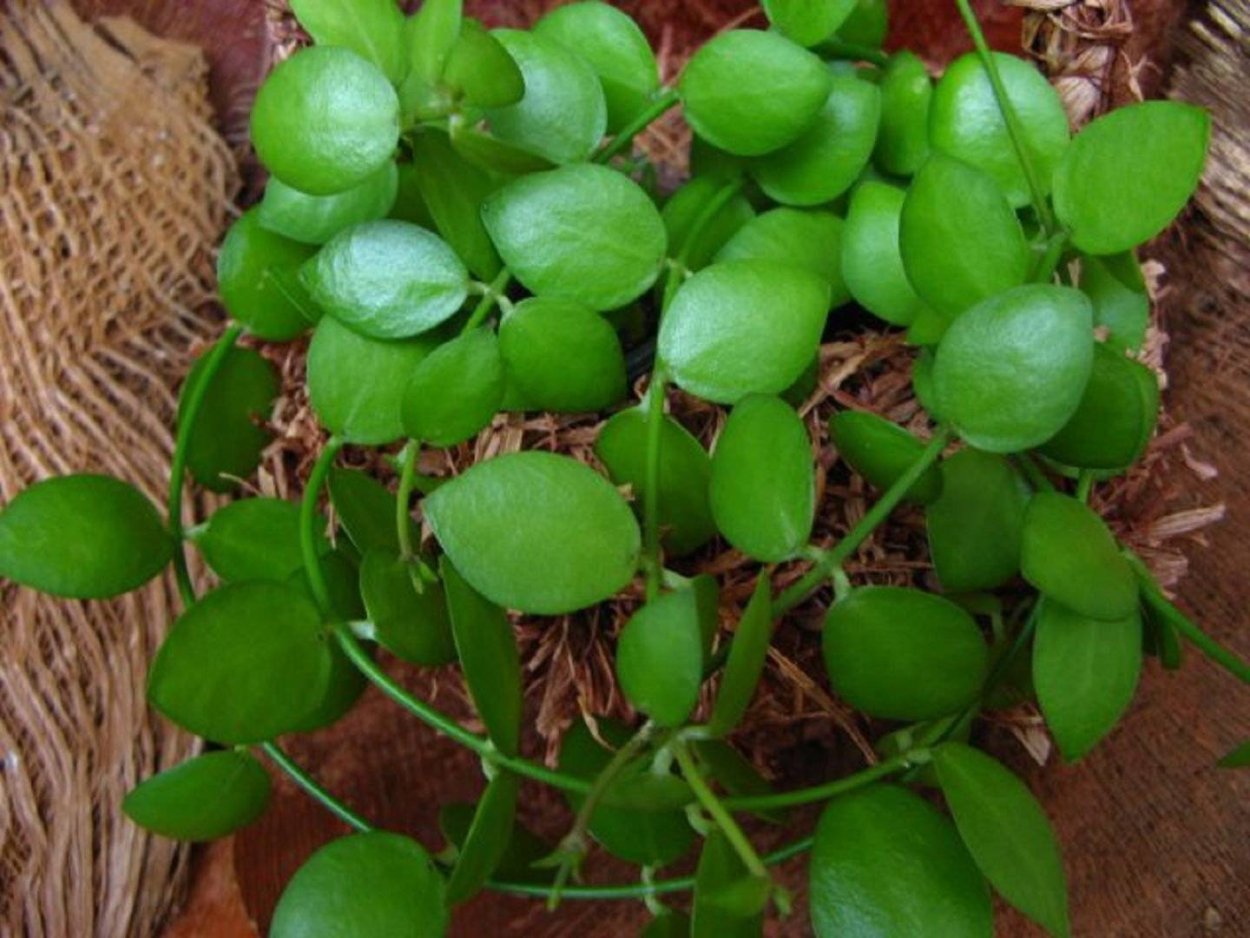 Ампельные растения в квартире