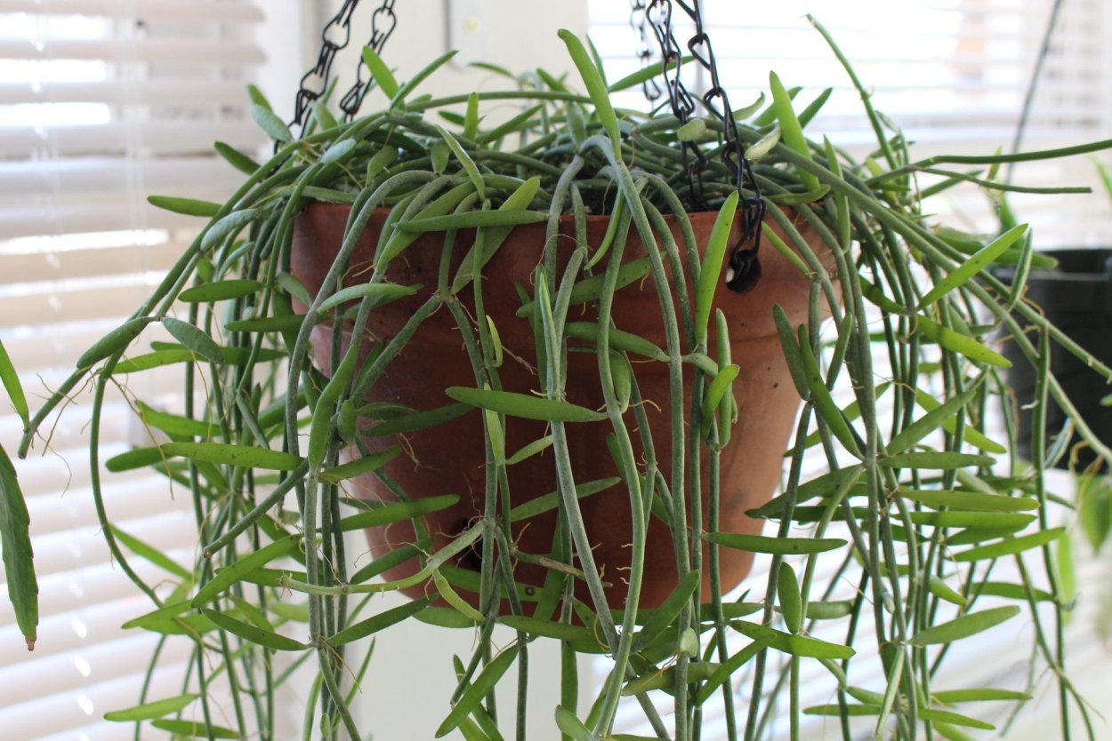 Тропическая Лиана дисхидия