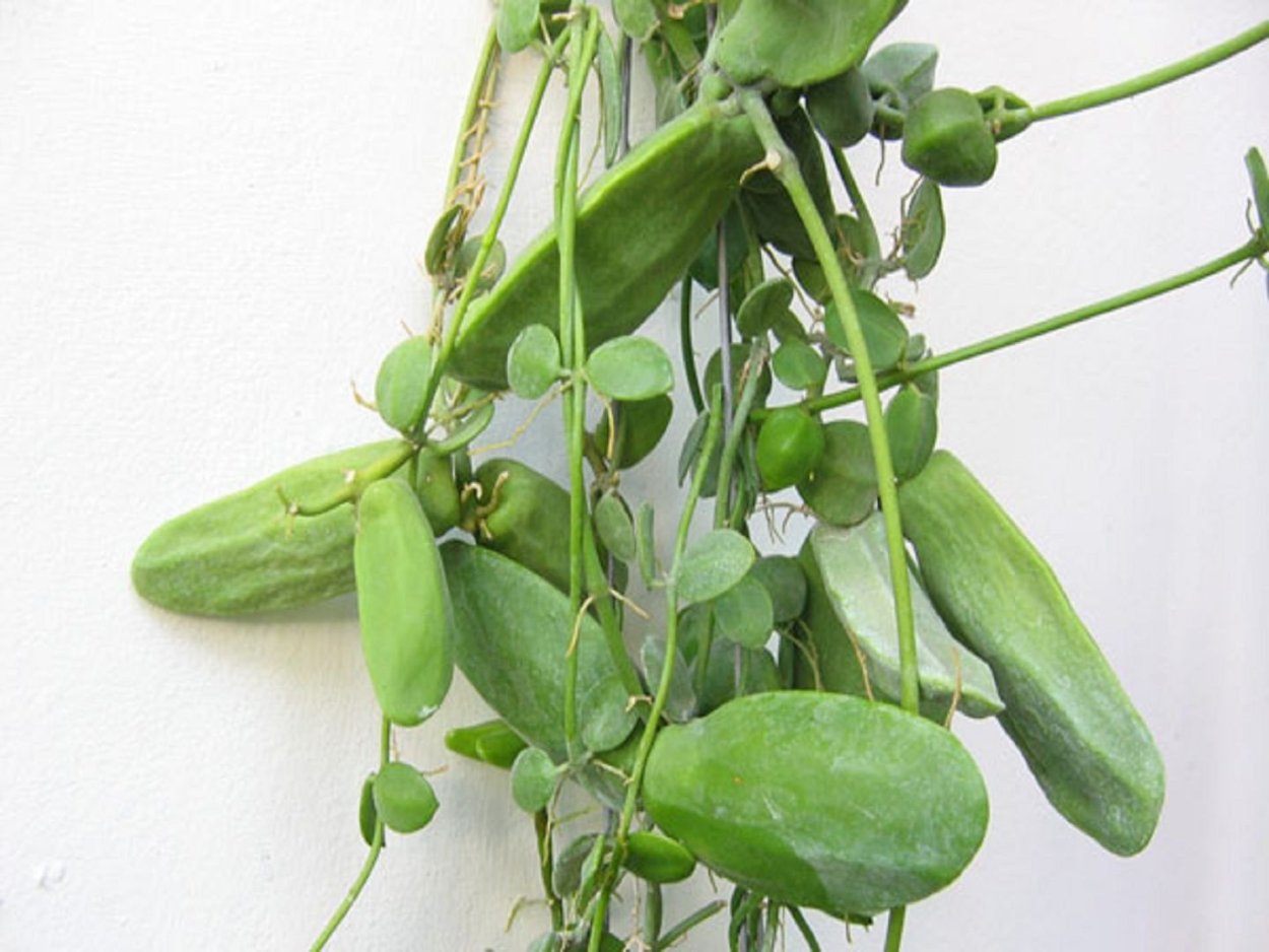 Дисхидия пектиноидес