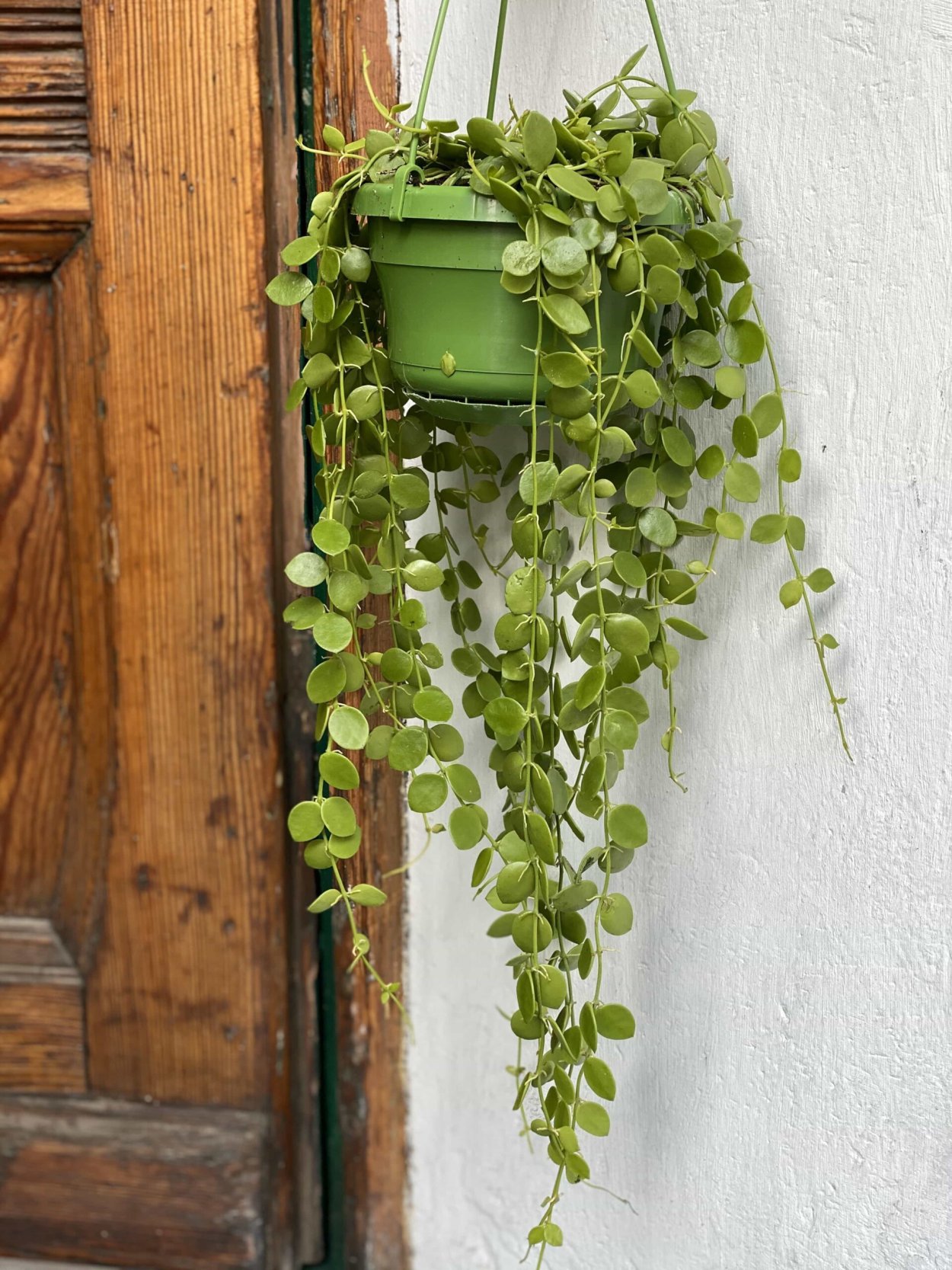 Дисхидия Монетная