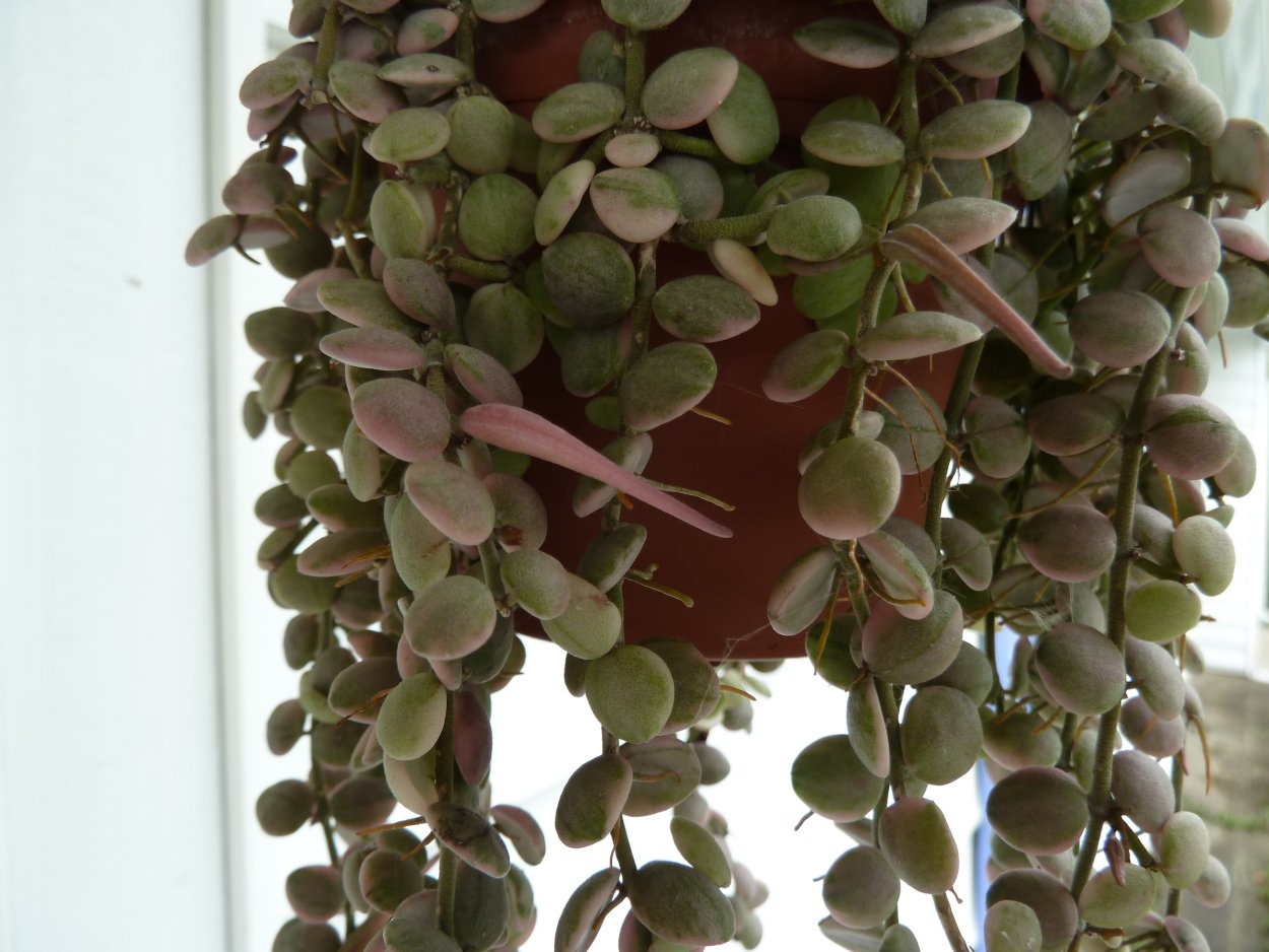 Дисхидия ovata