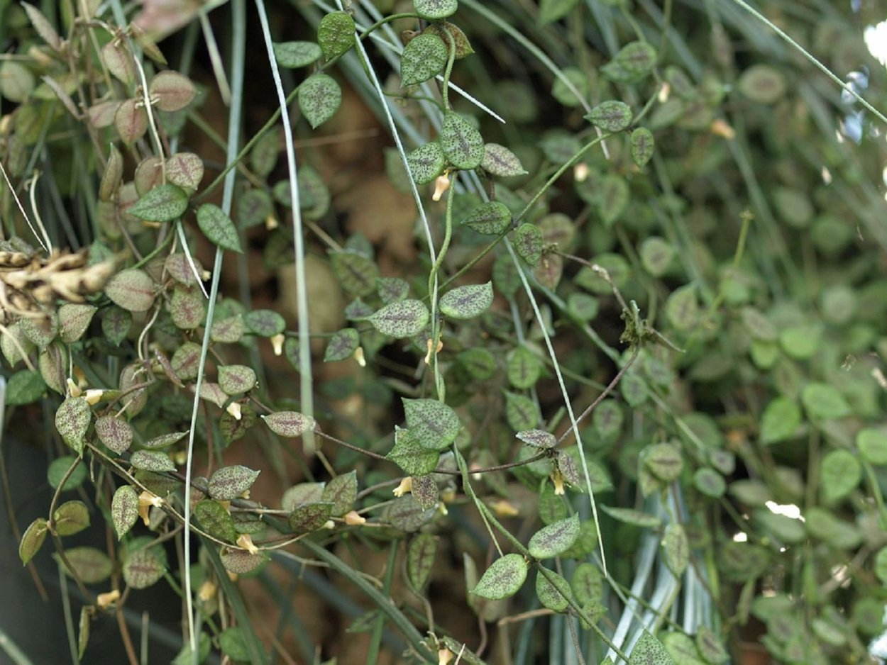 Тропическая Лиана дисхидия