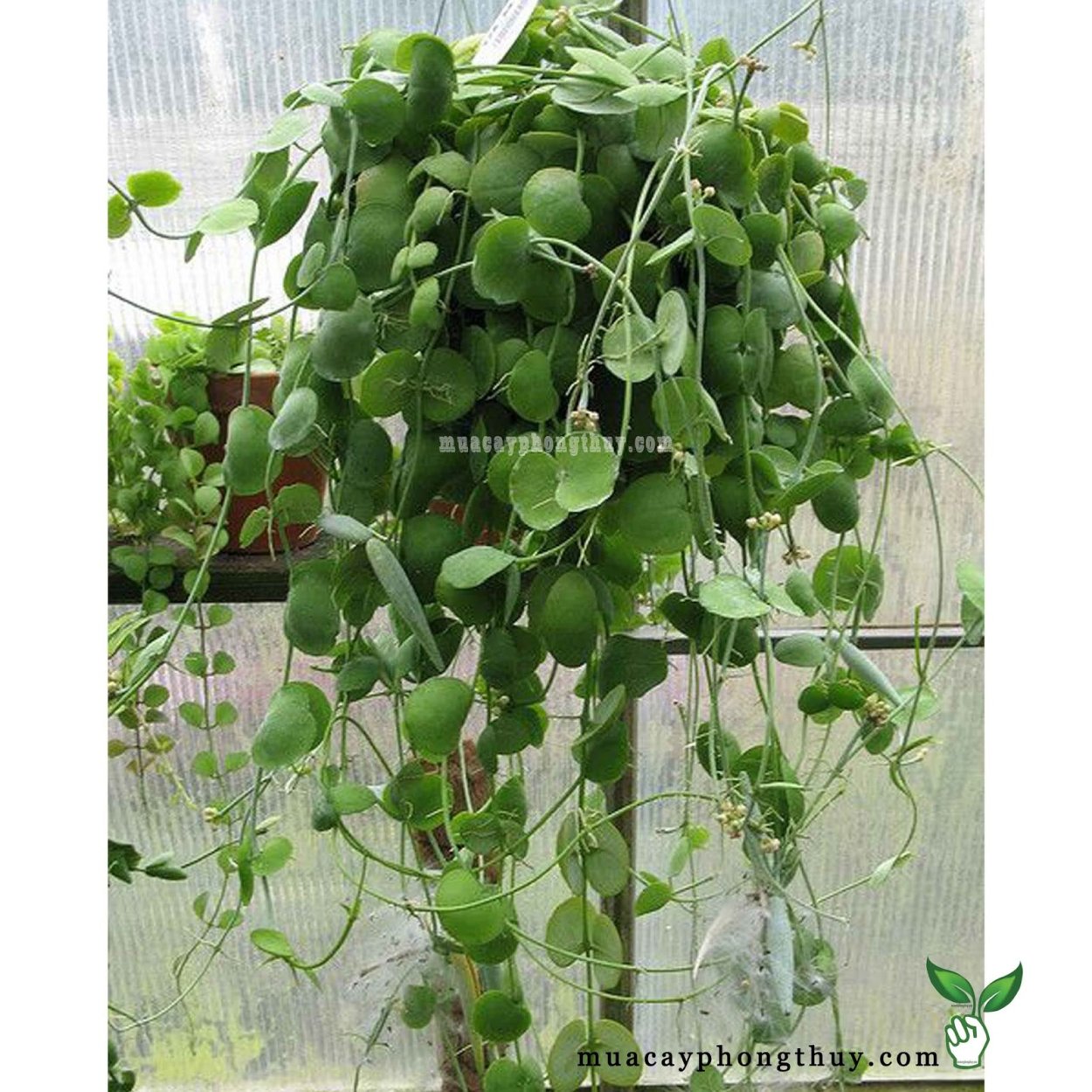 Цветок церопегия Вуда