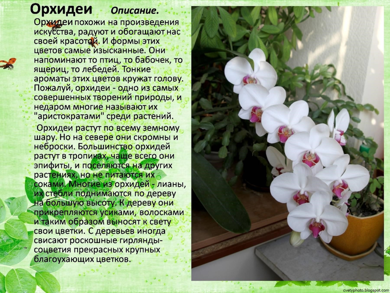 Фаленопсис белый Каскад