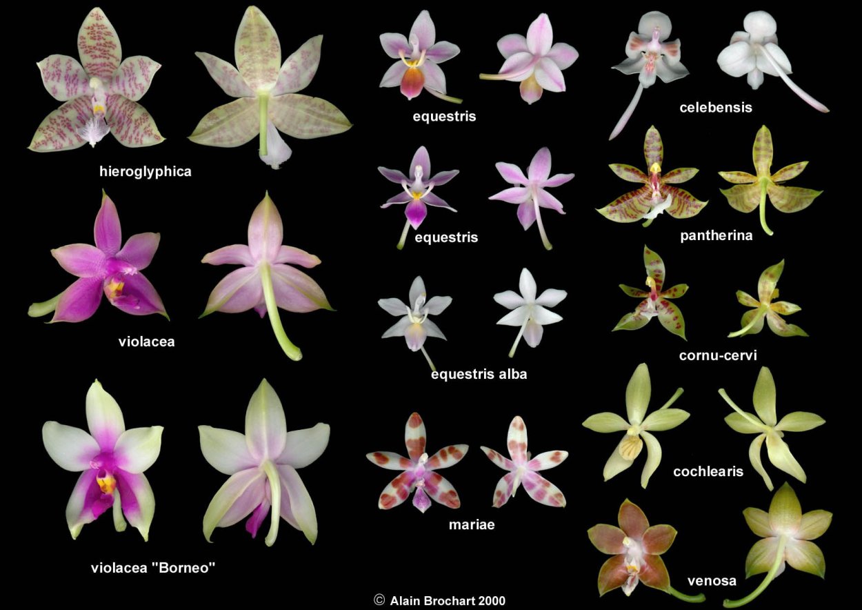 Фаленопсис Flower Size
