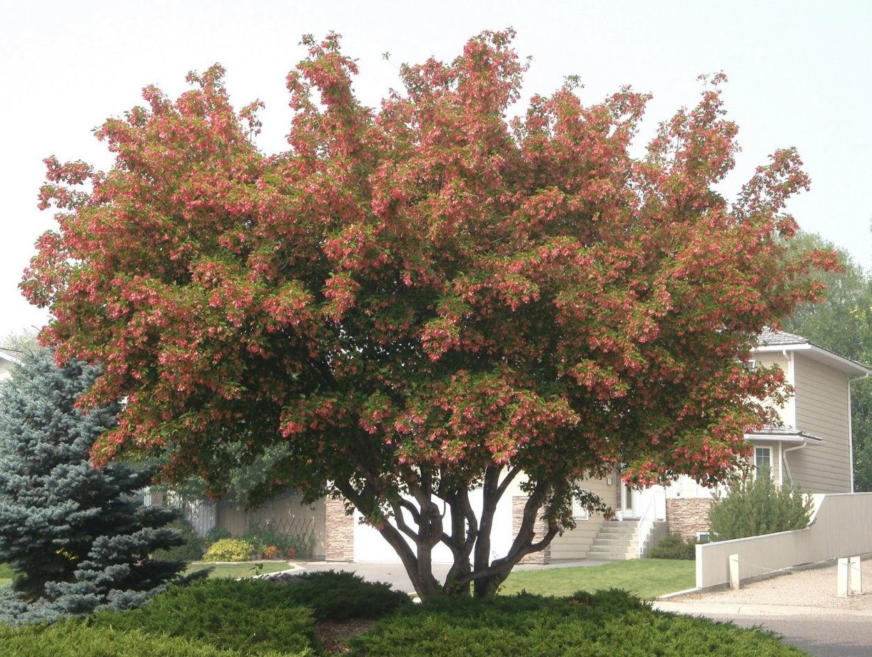 Клен Гиннала куст