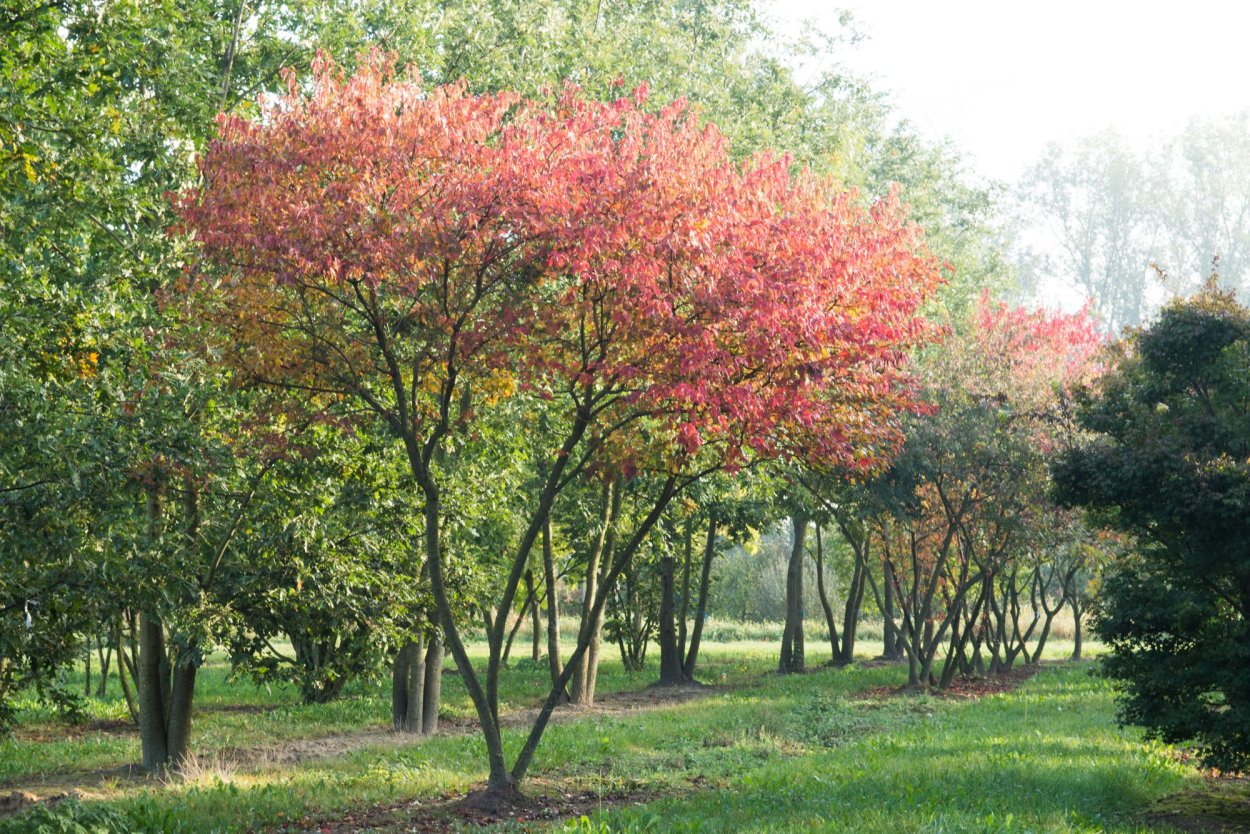 Клен Гиннала аллея