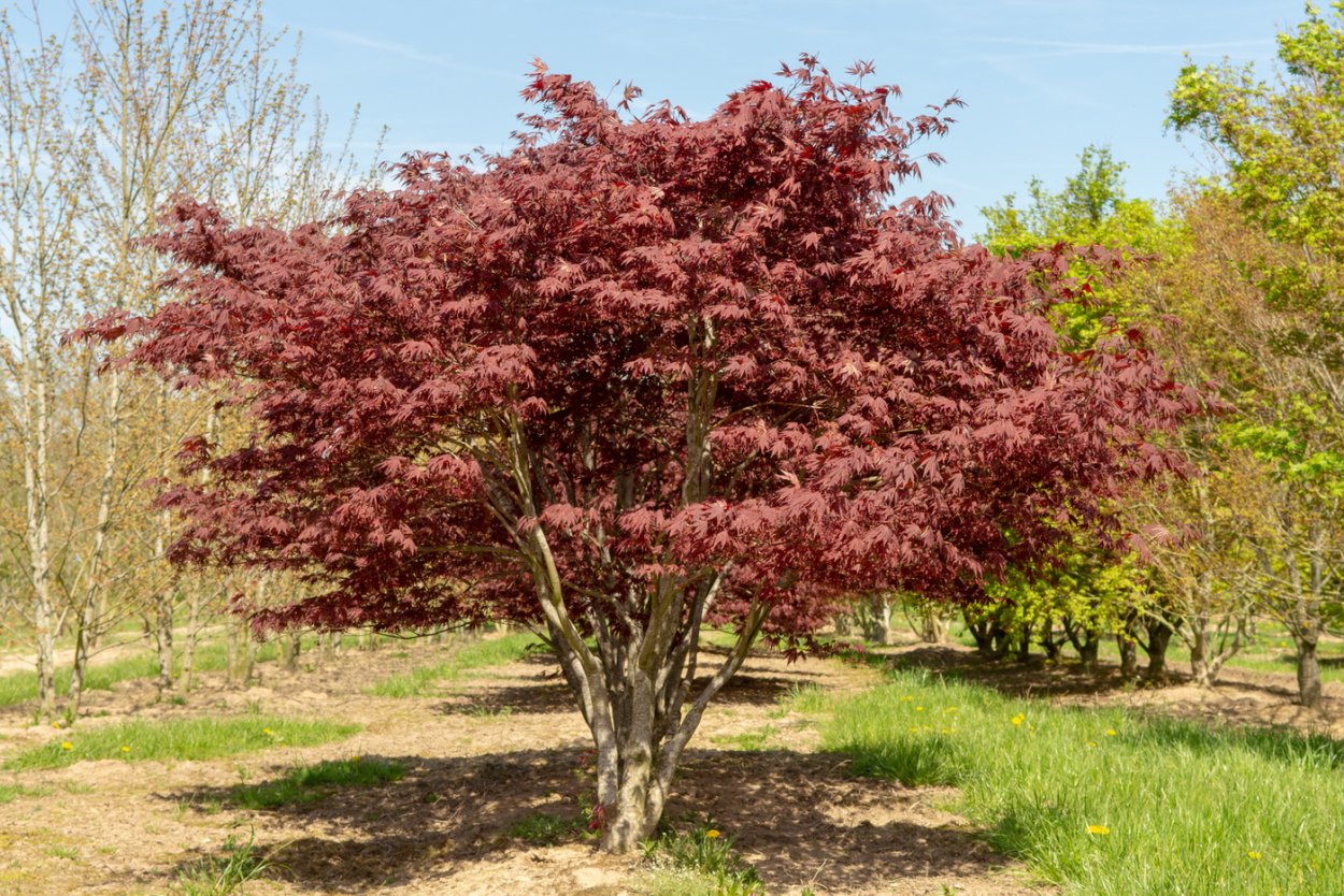 Acer palmatum 'Fireglow'
