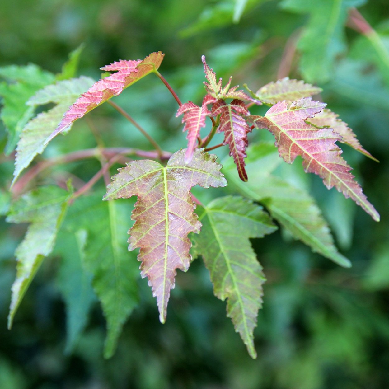 Acer palmatum Osakazuki