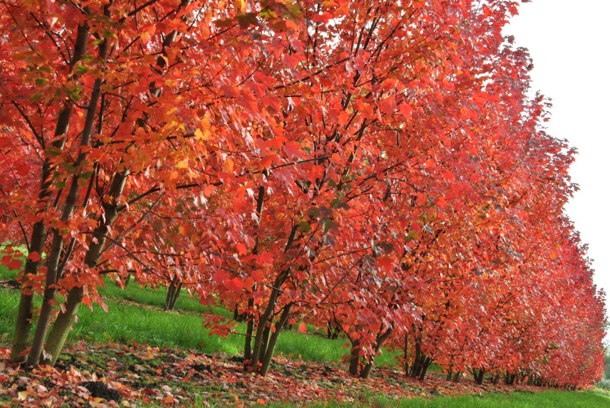 Клен красный Брендивайн