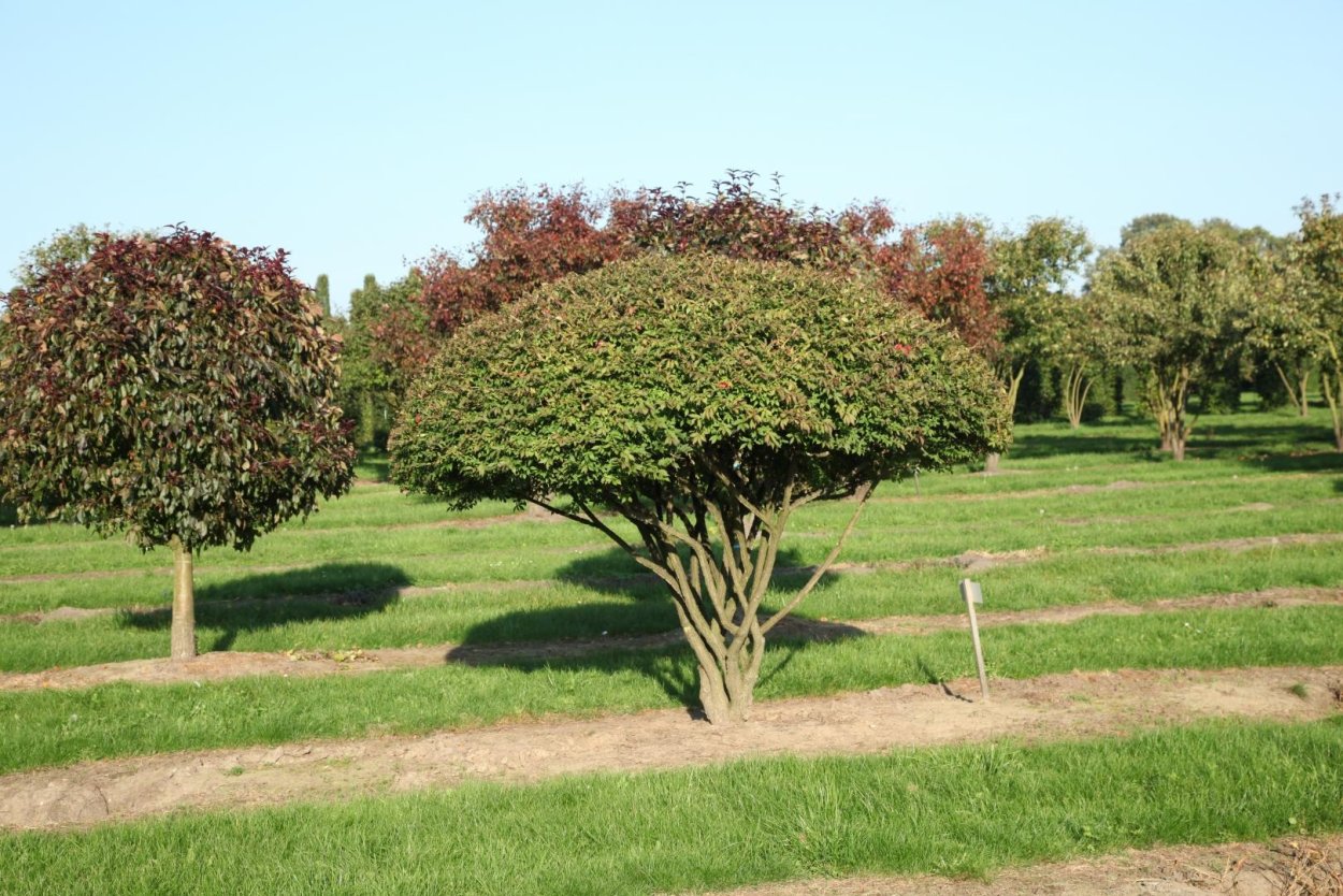 Клен Гиннала саженец