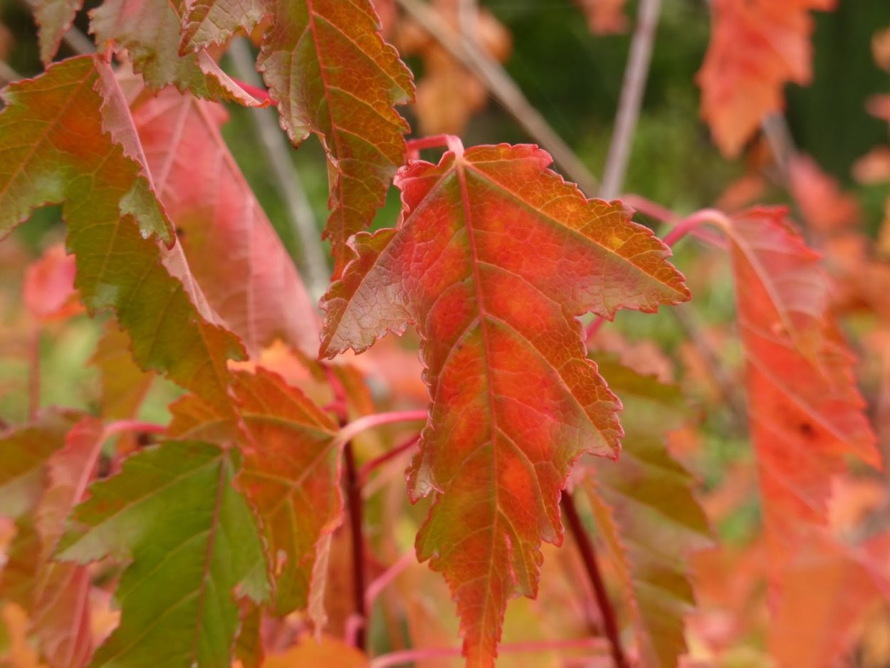 Клен краснолистный