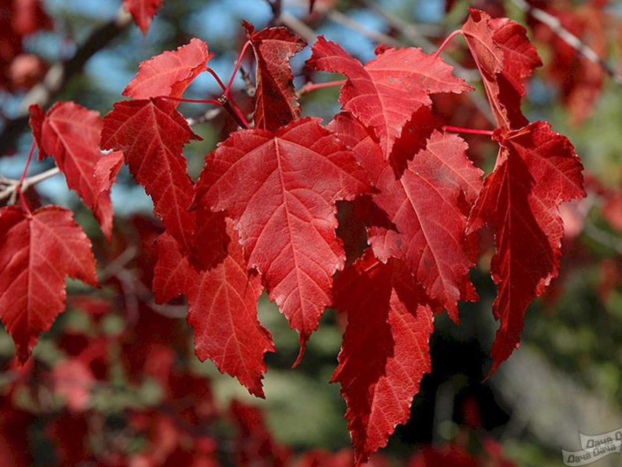 Клен Гиннала (к.Приречный) Acer ginnala