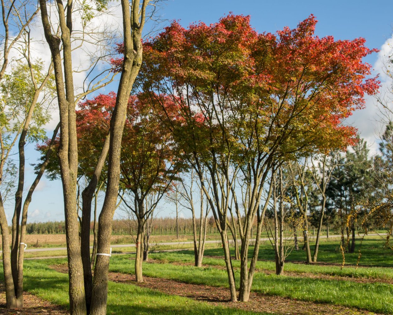 Ирга Ламарка (Amelanchier lamarckii)
