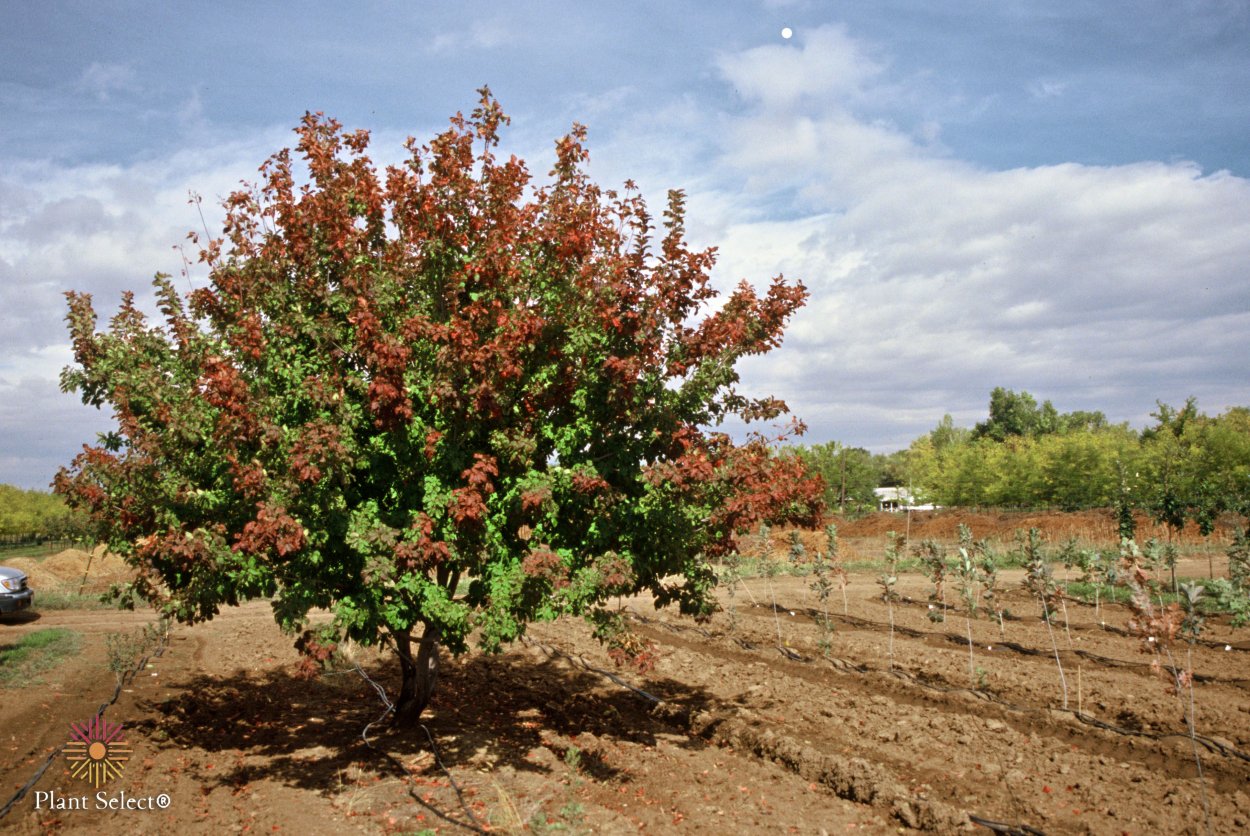 Клен татарский Acer tataricum