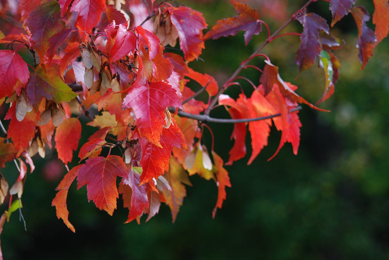 Ирга Ламарка зонт