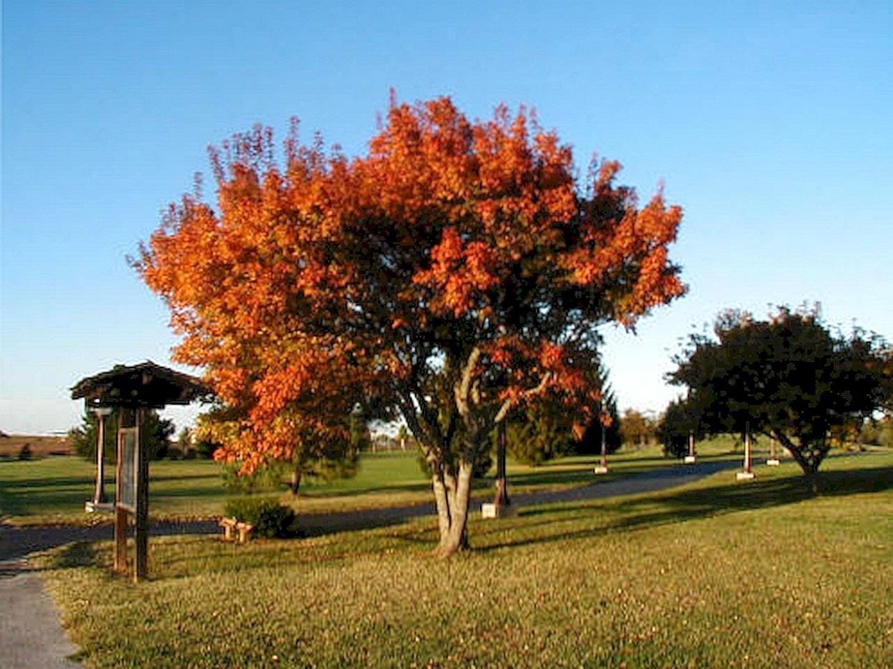 Клен японский красный